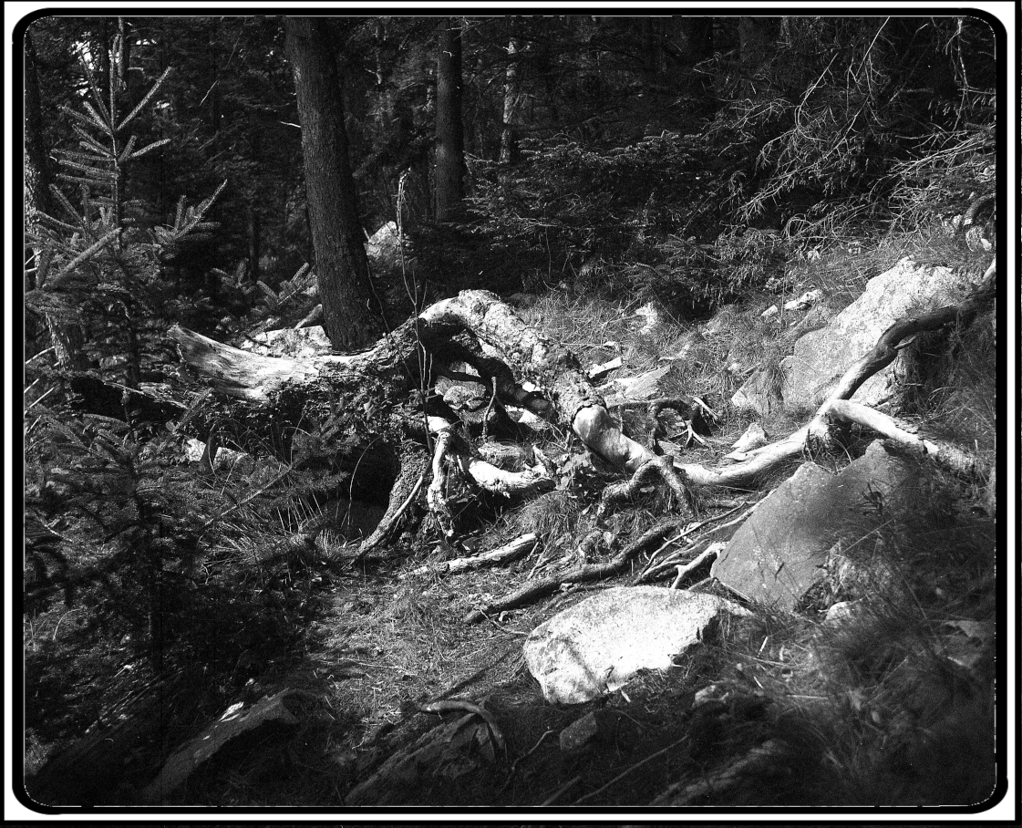 Dead Wood - Twee Cat Photography